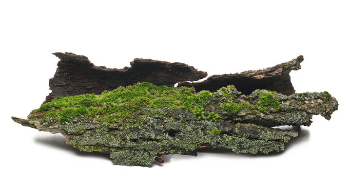 Green moss and lichen on tree bark isolated on white background, side view