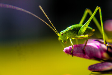 Natur
