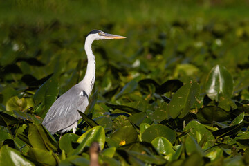 Grey heron standing on marsh in summertime nature.