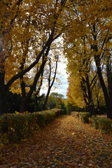 Naklejka premium City park in autumn. View on path, covered by fallen leaves, going through alley with shrubs and trees.
