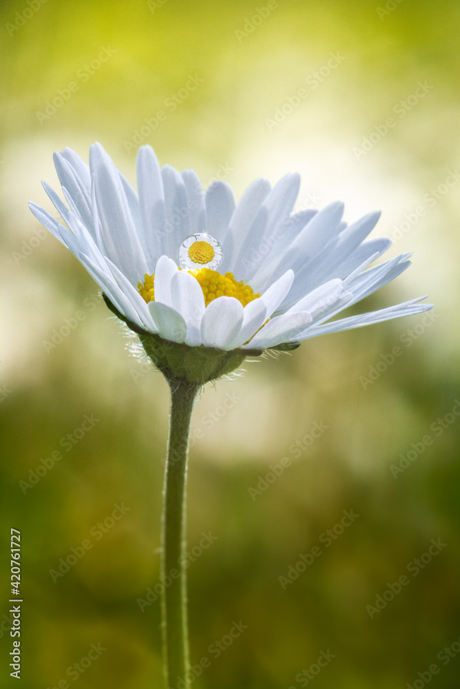 Canvas Prints daisy flower