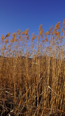 reeds in the wind with blue sky