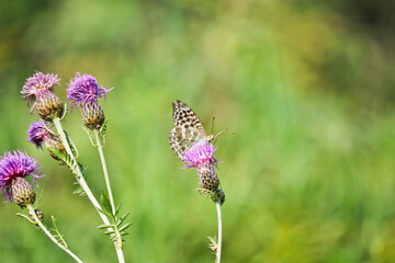 A silver-washed fritillary butterfly (Argynnis paphia) sits on a greater knapweed flower (Centaurea scabiosa) and drinks nectar with its proboscis. Selective focus.