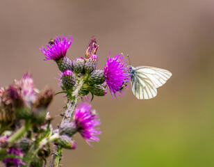Green-veined White butterfly (Pieris napi) perched on a blossom thistle flower