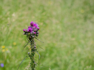 thistle flower in spring. Selective focus