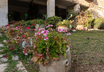 Evening  view of flowers in a large jug and green ornamental shrubs on Benjamin Disraeli Street in...