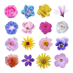 Macro photo of flowers set: rose, arnica montana, ipomoea, magnolia, zinnia, hibiscus on white...