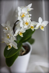 Phalaenopsis