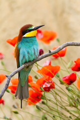 European bee-eater sitting on twig with red flowers in background