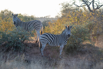 Obraz premium Zebra (Equus quagga) in the Timbavati Reserve, South Africa