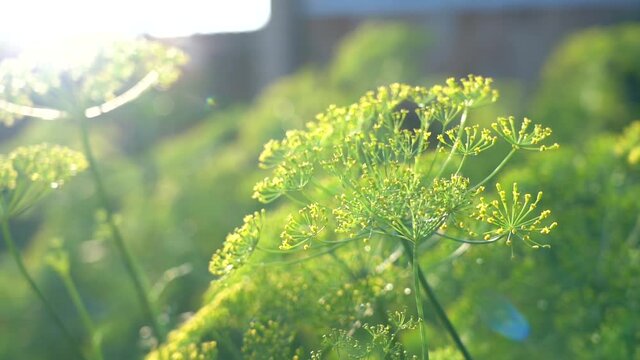 Dill seeds in the back light. Beautiful nature with solar flare. Sunny evening. Close-up of unripe green umbrella dill, shallow depth of field