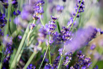 Purple lavender in a field