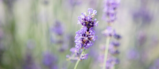 Panorama of purple lavender field