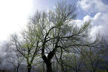 Trees in an urban park with spring flowers