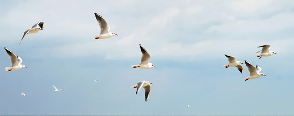 seagulls flying over the sea