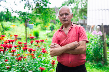 Naklejka na ściany i meble elderly man in red shirt next to flower bed of Monarda didyma on garden plot in summer