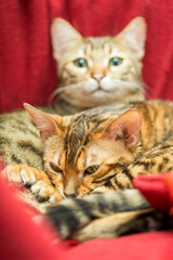 Beautiful color Bengal cat or Asian leopard cat sleeping on the paper chair. Cute animals and pet concept, selective focus and free copy space.