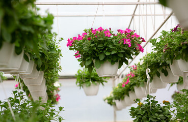 Plants in greenhouse, industrial horticulture, cultivation of seedlings technology
