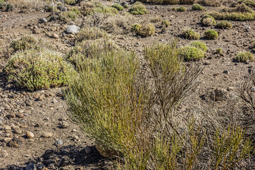 Flora in Taide Park. Vascular Taide Park flora consists of 168 plant species, 33 of which are endemic to Tenerife. Tenerife, Canary Islans, Spain.