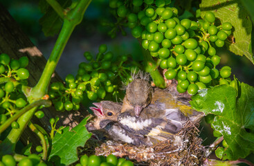 Great tit nest with chicks in a vineyard in spring (Parus major)