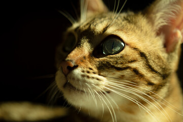 close up portrait of a cat, Portrait of green-eyed cat. Macro image with selective focus