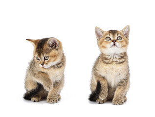 Kitten golden ticked Scottish chinchilla straight sits in front on a white isolated background