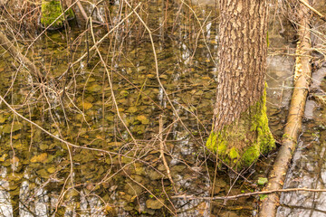 Frozen swamp with dry grass and melted ice water in early spring