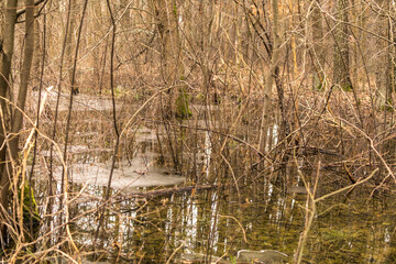 Frozen swamp with dry grass and melted ice water in early spring