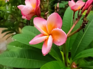pink plumeria flowers