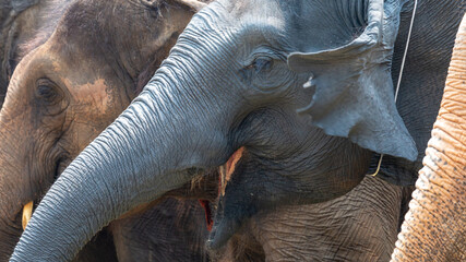 headshot elephant head thai elephant in elephant farm