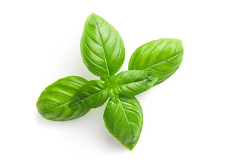 Fresh basil leaves isolated on white