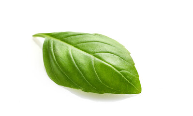 Single fresh basil leaf isolated on white