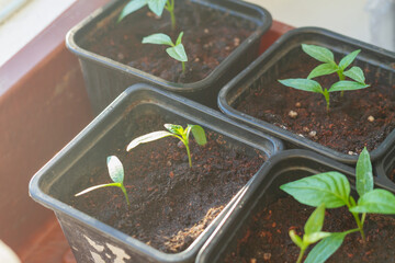 Young seedlings of peppers in pots with earth grow at home