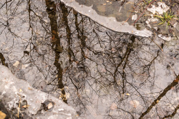 Frozen swamp with dry grass and melted ice water in early spring