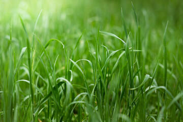 The first light of a spring morning to illuminate a field of grass full of life and green.
