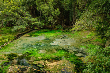 Fototapeta premium River source with clear turquoise water, in the middle of the rain forest with trees and aquatic plants in Bonito, Mato Grosso do Sul, Brazil on March 31, 2007