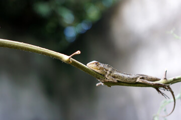 Young lizard perched on a tree trunk     