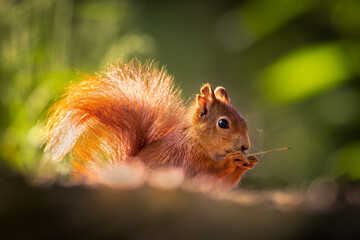 Cute and curious red squirrel sitting quietly and holding a blade of dry grass. Beautiful spring morning light, lighting up the hairy animal fur and also the green background of the forest.