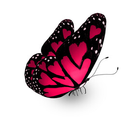 Color love-butterfly with hearts in the wings, isolated on the white background