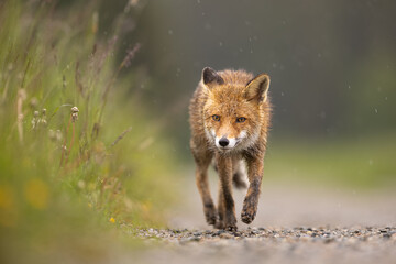 An young red fox running and sniffing on an country path in the rain. Wet fur, green grass and sandy path. Amazing mammal, very common yet a very beautiful one.