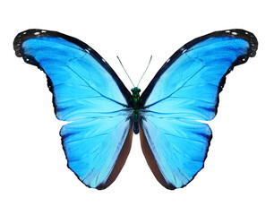 Naklejka premium Color Morpho butterfly , isolated on the white background