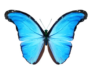Color Morpho butterfly , isolated on the white background
