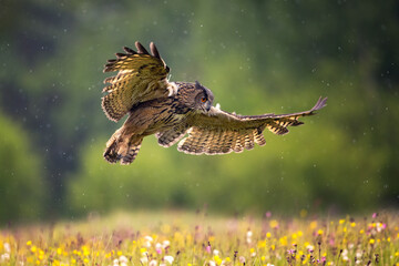 An amazing The Eurasian eagle-owl (Bubo bubo) flying across spring flowering meadow on a rainy day....