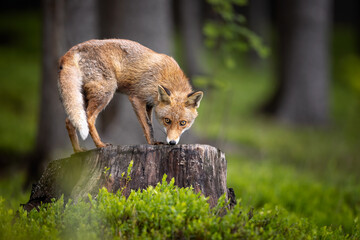 An young red fox quietly looking around from a large stump in spring green forest. Surrounded by...