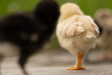 Küken freilaufend im eigenen Garten in der Wiese