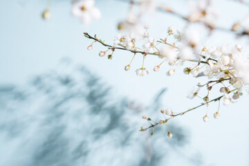 Blooming spring flowers and buds. Cherry branch and its shadow.