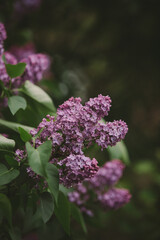 Obraz premium lilac branch on a bush in nature, spring flowers bloom, very soft selective focus, dark gentle toning, beautiful bokeh, vertical, good for background with copyspace for text