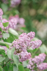 lilac branch on a bush in nature, spring flowers bloom, very soft selective focus, gentle light toning, beautiful bokeh, vertical, good for background with copyspace for text