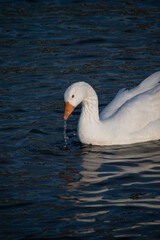 white swan on the water