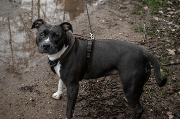 american staffordshire terrier